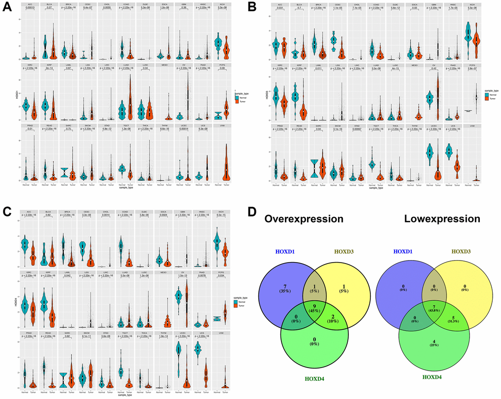 Differential expression of HOXD1, HOXD3, and HOXD4. (A–C) The expression of HOXD1, HOXD3, and HOXD4 in 33 types of cancer respectively. (D) HOXD1, HOXD3, and HOXD4 were overexpressed in 9 cancers, which were CHOL, DLBC, HNSC, LGG, LIHC, LUAD, PAAD, SKCM, THYM, and low expressed in BRCA, COAD, KICH, KIRC, KIRP, READ, TGCT.