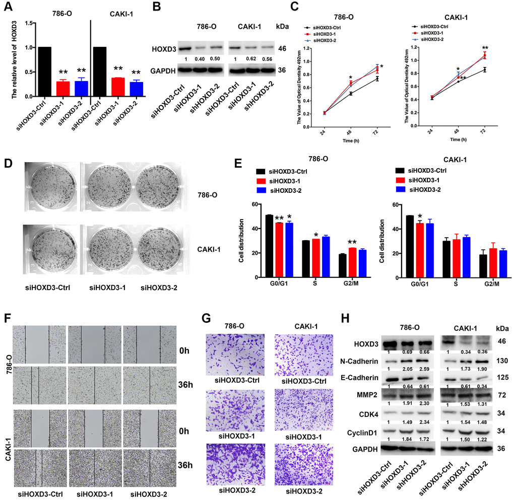 HOXD3 down-expression induces proliferation in ccRCC cells. (A, B) 786-O and CAKI-1 cells were transfected with siHOXD3-Ctrl, siHOXD3-1, and siHOXD3-2, and the HOXD3 expression at mRNA and protein levels was assessed by qRT-PCR and western blotting. (C) The effects of siHOXD3 on 786-0 and CAKI-1 cells viability were identified by MTT assay after transfecting of siHOXD3-Ctrl, siHOXD3-1 and siHOXD3-2. (D) Representative results of colony formation of 786-O and CAKI-1 cells after transfection of siHOXD3-Ctrl, siHOXD3-1, and siHOXD3-2. (E) Cell cycles were determined in 786-0 and CAKI-1 cells after transfection of siHOXD3-Ctrl, siHOXD3-1, and siHOXD3-2. (F, G) The wound healing and transwell assays were used to confirm the migration and invasion ability of siHOXD3 and control-transfected human ccRCC. Scale bar, 100 μm. (H) The expression of N-cadherin, E-Cadherin, MMP2, CDK4, and CyclinD1 was demonstrated by western blotting in both 786-O and CAKI-1 cells of HOXD3 down-expression (p 
