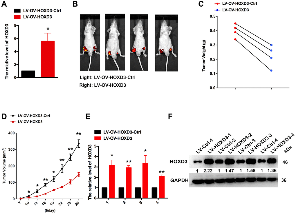 HOXD3 inhibits KIRC progression in vivo. (A) HOXD3 expression in LV-OV-HOXD3 and LV-OV-HOXD3-Ctrl cells was identified by qRT-PCR. (B) On day 28, the tumor was tested by bioluminescence imaging. (C) Tumor weight. (D) Tumor growth curves. (E, F) HOXD3 expression in tumor xenografts was confirmed by qRT-PCR and western blotting (**p 