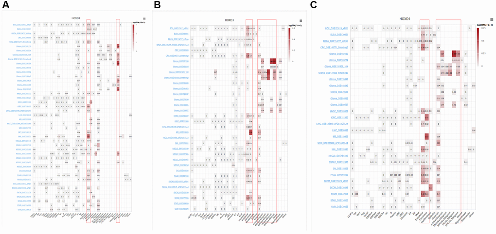 Single-cell analysis of HOXD1, HOXD3, and HOXD4 in single-cell datasets of cancer samples. (A) Summary of HOXD1 expression of 40 cell types in 44 single-cell datasets. (B) Summary of HOXD3 expression of 33 cell types in 34 single-cell datasets. (C) Summary of HOXD4 expression of 32 cell types in 29 single-cell datasets.