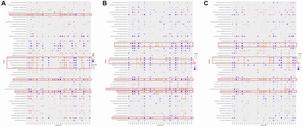 The hallmarks gene set enrichment analysis of HOXD1 (A), HOXD3 (B), and HOXD4 (C) in pan-cancer.