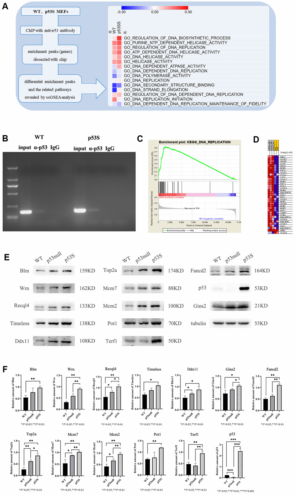 The p53S up-regulated the expression of DNA helicases and DNA fork protection complex proteins. (A) The schematic plot of the ChIP-chip assay and ssGSEA heatmap for p53S regulated pathways. The DNA replication pathways and DNA helicase pathways were up-regulated by p53S. (B) The binding of p53S to Mcm2 gene promoter was confirmed by the ChIP assay and semi-quantitative PCR. Both wild type p53 (left) and p53S (right) could bind to Mcm2 gene promoters with a little more abundance in p53S group. (C, D) The GSEA analysis of transcriptional enrichment in p53S cells comparing with WT cells. The enrichment plot displayed good enrichment signal in DNA replication pathways (C), the specific enrichment of individual genes is shown in (D). (E) The confirmation of protein expression regulation revealed by GSEA analysis. The DNA helicases, as well as telomere related proteins were up-regulated in p53S, comparing with p53null and WT cells. (F) The quantification of protein expression level in (E).