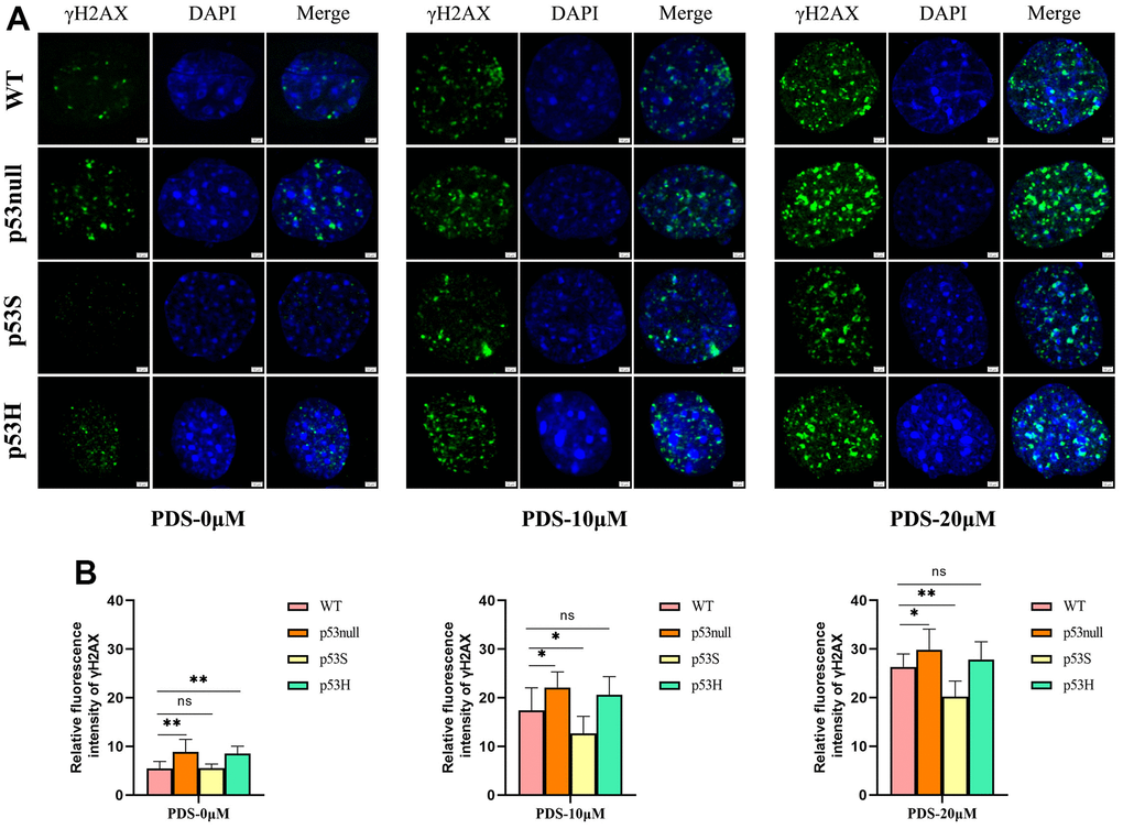 The p53S protected the cells from G4 stabilizer PDS induced DNA damages. (A) The presence of DNA damage related γ-H2AX foci induced by 10 μM or 20 μM of G4 stabilizer PDS in WT, p53null, p53S, and p53H cells. The p53null and the p53H cells showed stronger γ-H2AX signals compared with WT cells, and p53S cells displayed less γ-H2AX signals than WT cells. (B) The quantification of γ-H2AX signal in (A).