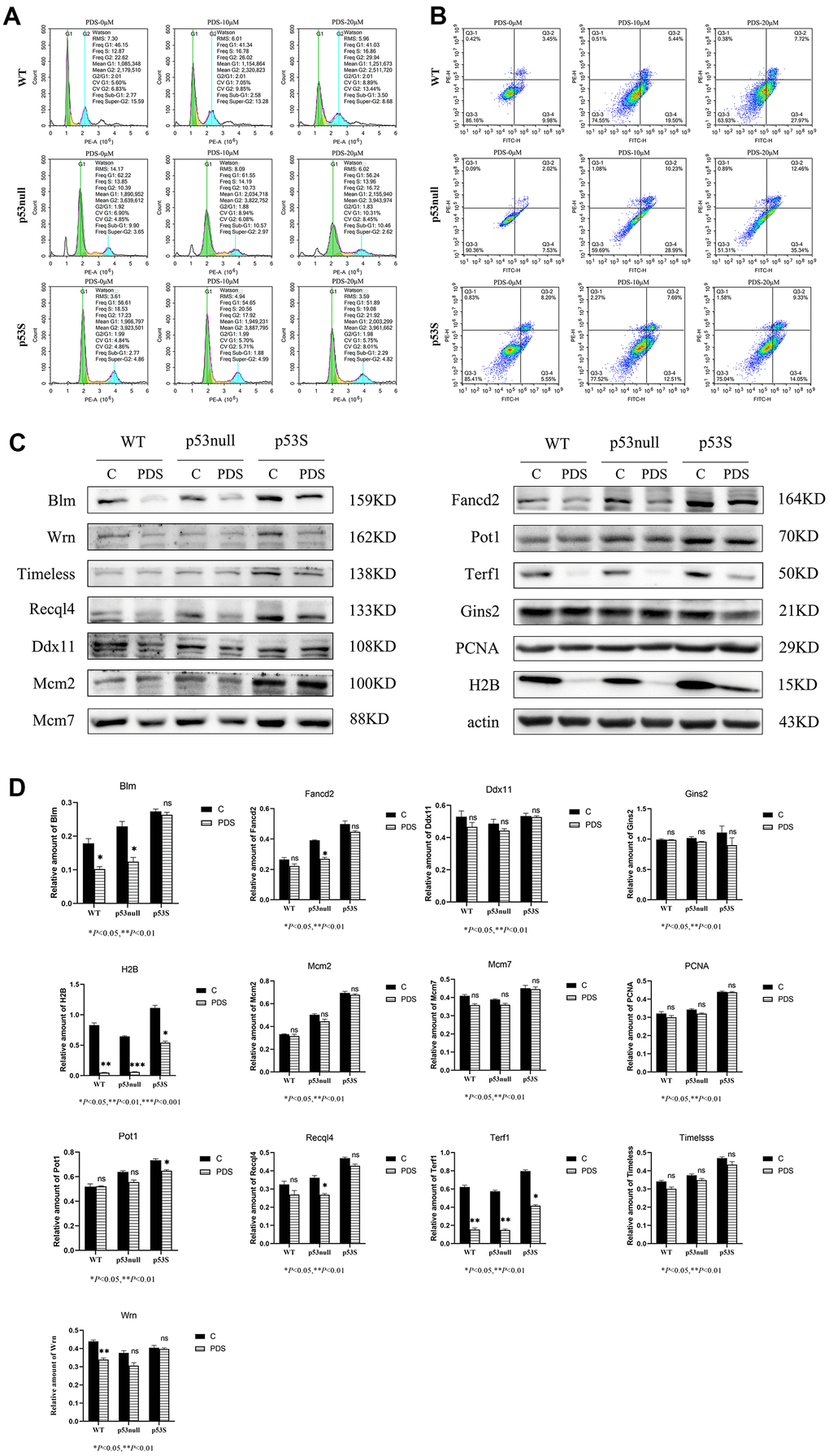The p53S endowed the cellular resistance to G4 stabilizer treatment. (A) The cell cycle analysis revealed the G2 arrest induced by 20 μM PDS treatment, the p53null cells were most sensitive while the p53S cells were not sensitive. (B) The Annexin V staining displayed the cellular apoptosis induced by 20 μM PDS treatment. The p53null cells were most sensitive to PDS treatment, while p53S endowed the cell’s resistance to PDS treatment. (C) The DNA helicase protein level decreased after 20 μM PDS treatment, while p53S still maintained high level of DNA helicase. (D) The quantification of protein expression level in (C).
