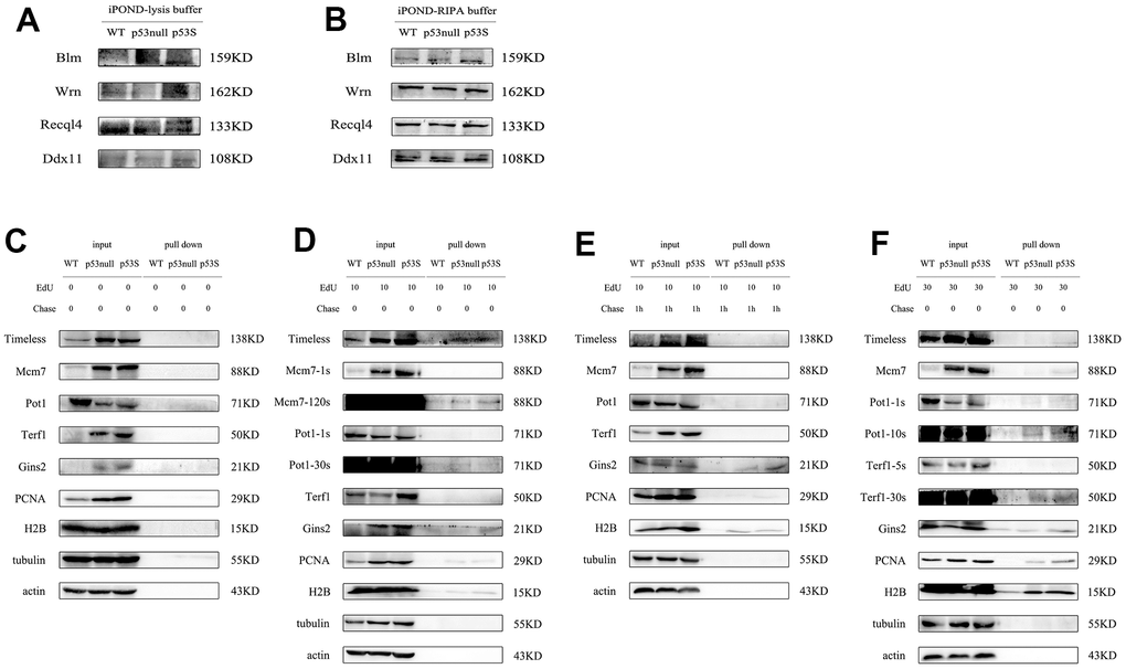 The modified iPOND assay revealed that the p53S promoted the DNA replication through the recruitment of helicases to the replication forks. (A) The resolution of high molecular weight proteins was not good with original iPOND assay. (B) The resolution of high molecular weight proteins was improved by the modified iPOND assay. (C–F) The DNA helicase and DNA fork binding proteins revealed by modified iPOND assay. (C) The control without EdU incorporation. (D) EdU incorporated for 10 min. (E) EdU incorporated for 10 min, followed by thymidine chase for 1h. (F) EdU incorporated for 30 min.