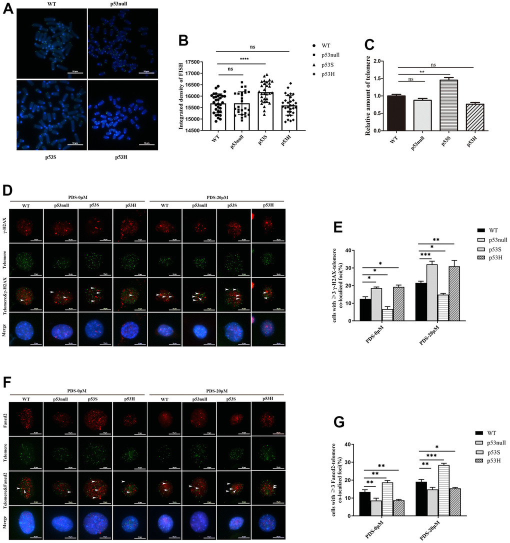 The p53S facilitated the telomere maintenance by reducing the telomere DNA replication stress. (A) The telomere FISH revealed the increased telomere length in p53S cells, but not in p53H cells. (B) The quantification and statistical analysis of (A). (C) The telomere DNA qPCR revealed the increased telomere length in p53S cells, but not in p53H cells. (D) IF-FISH revealed the increase of telomere DNA damage related γ-H2AX foci induced by 20 μM of PDS in all four cells, while the p53null and p53H cells showed stronger γ-H2AX signals compared with WT cells, and p53S cells displayed less γ-H2AX signals. The arrows pointed to the colocalization sites. (E) The quantification and statistical analysis of (D). (F) IF-FISH revealed that the telomere related DNA helicase Fand2 were recruited to the telomere after 20 μM PDS treatment, and p53S promoted the recruitment of Fancd2 to the telomere, but not in p53H cells. The arrows pointed to the colocalization sites. (G) The quantification and statistical analysis of (F).