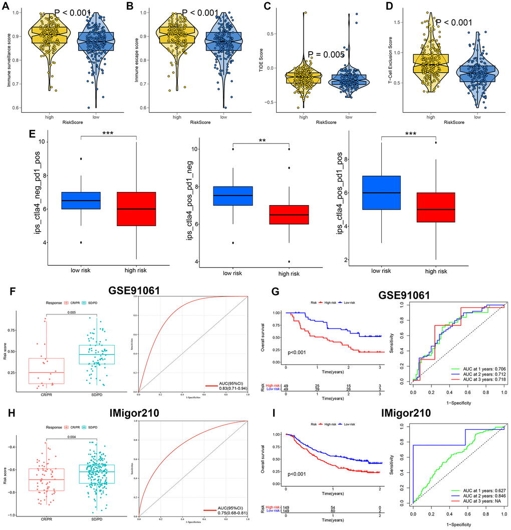 PI3K/Akt pathway related signature (PRS)-based treatment strategy for ovarian cancer. The level of immune surveillance score (A), immune escape (B), TIDE score (C), T cell exclusion score (D), and immunophenoscore (E) in ovarian cancer patients with high and low risk score. The risk score in CR/PR and SD/PD group and corresponding ROC curve in GSE91061 dataset (F). The OS curve and corresponding ROC curve in patients with high and low risk score in GSE91061 dataset (G). The risk score in CR/PR and SD/PD group and corresponding ROC curve in IMvigor210 dataset (H). The OS curve and corresponding ROC curve in patients with high and low risk score in IMvigor210 dataset (I). **p