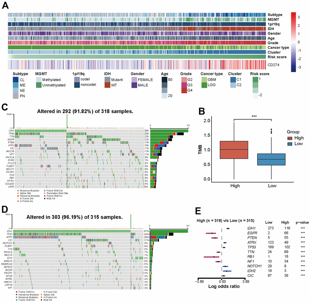 The risk score of PD-L1-related lncRNAs reflects the clinical, pathological, and genetic characteristics of glioma. (A) Heatmap displaying risk scores, clinical information, and pathological features of glioma patients. (B) Analysis of tumor mutation burden (TMB). (C, D) 20 mutation sites in high-risk and low-risk groups. (E) Risk score-related somatic mutations.