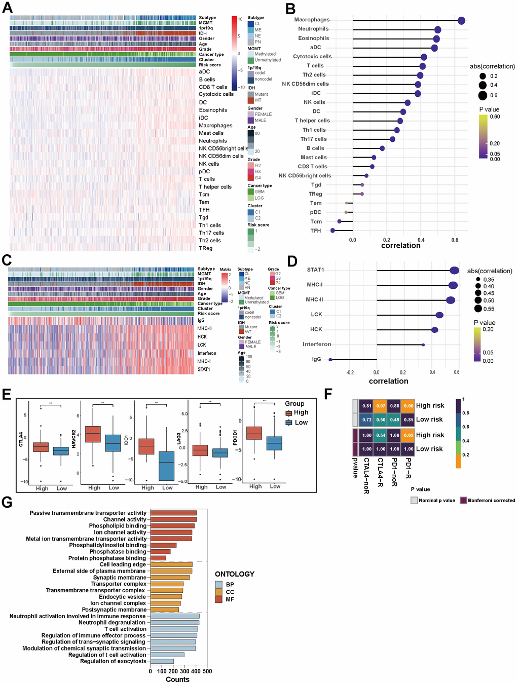 Immune and inflammatory characteristics of glioma and the biological mechanism of PD-L1-related lncRNAs. (A) Heatmap displaying the characteristics of immune cells panel. (B) The correlation between immune cell infiltration and risk score. (C) Heatmap displaying the characteristics of inflammation panel. (D) The correlation between inflammation characteristics and risk score. (E) 5 immune checkpoints’ expression in high-risk and low-risk groups in TCGA. (F) Patients’ predicted response to anti-CTLA-4 and anti-PD-1 therapy. (G) GO analysis of PD-L1-related lncRNAs.