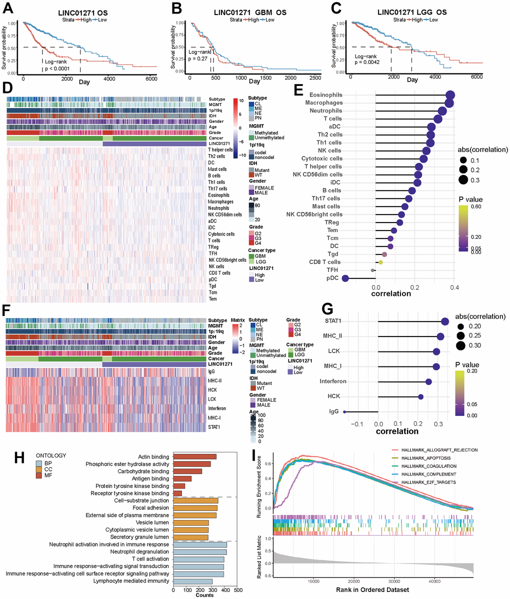 Correlations between LINC01271 expression and glioma prognosis, immune and inflammatory features. (A–C) OS of glioma patients with high and low LINC01271 expression in TCGA. (D) Heatmap displaying the characteristics of immune cells panel. (E) Correlation between immune cell infiltration and LINC01271 level. (F) Heatmap displaying the characteristics of inflammation panel. (G) Correlation between inflammation characteristics and LINC01271 level. (H) GO analysis of LINC01271 related genes. (I) Hallmark analysis of LINC01271 related genes.