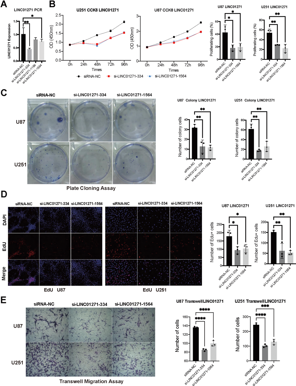 Validation of LINC01271 in positively regulating glioma cell proliferation and migration in vitro. (A) LINC01271 expression after silencing. (B–D) CCK-8, plate clone assay, EdU verified the proliferation of glioma cells after LINC01271 silencing. (E) Glioma cell migration after LINC01271 silencing.