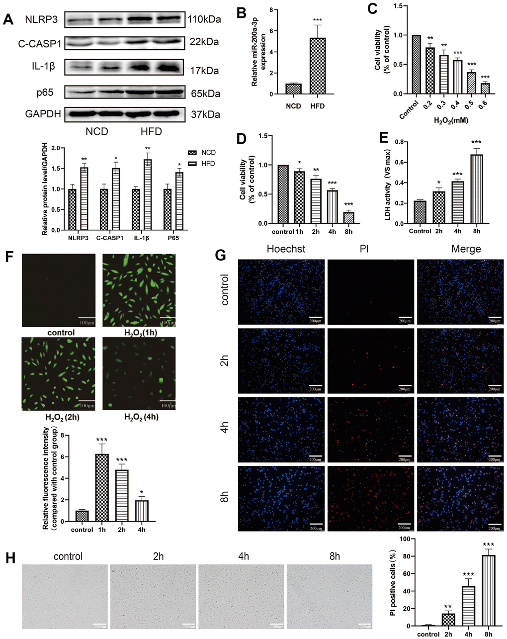 Oxidative stress induces HAEC injury. (A) The pyroptosis-related proteins were assessed via western blot in aortia in apoE-/- mice. (B) qRT-PCR results showing the miRNA-200a-3p expression increased in HFD group compared with that in NCD group. (C) HAECs were treated with different concentrations of H2O2 (0.2 mM, 0.3 mM, 0.4 mM, 0.5 mM, 0.6 mM) for 4 h, and cell viability was detected using the CCK-8 assay. (D) HAECs were treated with 0.4 mM H2O2 for different durations (0 h, 1 h, 2 h, 4 h, 8 h), and cell viability was detected using the CCK-8 assay. (E) LDH released from HAECs treated with H2O2 (0.4 mM) at different times. (F) H2O2 stimulation significantly increased intracellular ROS, which contributed to the induction of cell damage. Plotting scale =100 μm. (G) PI staining results revealed increased percentage of PI positive cells in H2O2-treated HAECs in a time-dependent manner. Double staining of PI (red) and Hoechst 33342 (blue). Plotting scale = 200 μm. (H) Morphological changes of HAECs under light microscope. Plotting scale = 200 μm. (*p