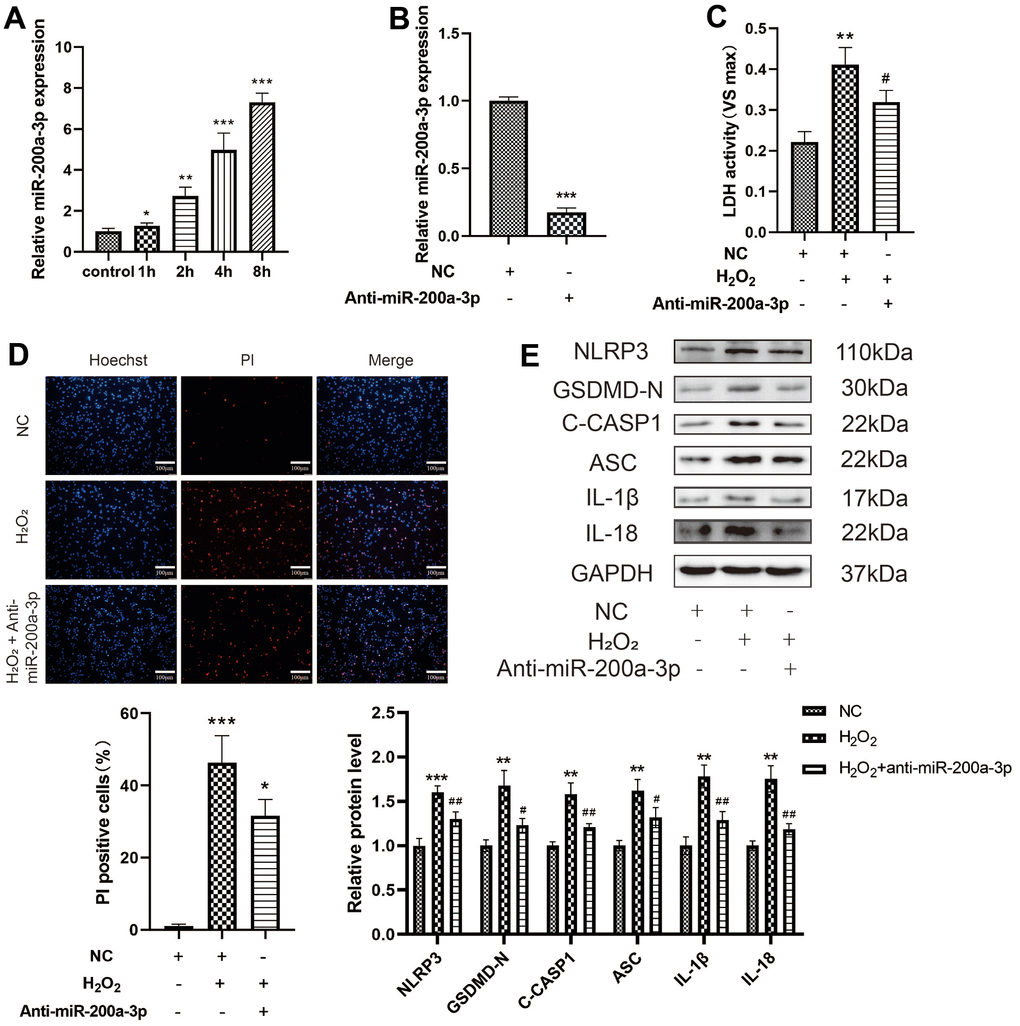 Effect of miRNA-200a-3p on H2O2-induced pyroptosis of HAECs. (A) HAECs were treated with H2O2 (0.4 mM) for 1 h, 2 h, 4 h, and 8 h; miRNA-200a-3p expression increased in all cases compared with that in control cells. (B) qRT-PCR results showing the decreased expression of miR-200a-3p in HAECs transduced with the miR-200a-3p inhibitor compared with negative control cells. (C) LDH release from HAECs treated with H2O2 and transduced with or without the miR-200a-3p inhibitor. (D) PI staining results showing the decreased percentage of PI positive cells in HAECs transduced with the miR-200a-3p inhibitor. (E) Western blot demonstrating increased ratio of NLRP3, GSDMD-N, C-caspase-1, ASC, IL-1β, IL-18 in cells treated with H2O2 compared with cells that were not treated with H2O2. The ratio of NLRP3, GSDMD-N, C-caspase-1, ASC, IL-1β, IL-18 decreased in cells transduced with the miR-200a-3p inhibitor under H2O2 treatment compared with cells transduced with the NC inhibitor. (*p**p***p, #p2O2, ##p2O2). Data are presented as mean ± SD (n=3). HAECs, human aortic endothelial cells; qRT-PCR, quantitative real-time polymerase chain reaction; LDH, lactate dehydrogenase; PI, propidium iodide; NC, negative control.