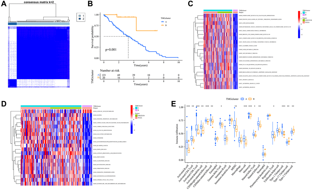 Trp-related dual classifications and the enrichment of pertinent biological functions. (A) Harmonized matrix heatmap delineating a pair of distinct clusters; (B) Survival analysis among the two subtypes; P value was calculated based on Log-rank test; (C) Differences in the PCA analysis among the two clusters; (D) Disparities in expression levels of TMRGs related to clinical characteristics within the two unique subtypes; (E) Disparities in the immune infiltration between the two distinct clusters. Abbreviations: Trp: tryptophan metabolism; KEGG: Kyoto Encyclopedia of Genes and Genomes; GO: Gene Ontology.