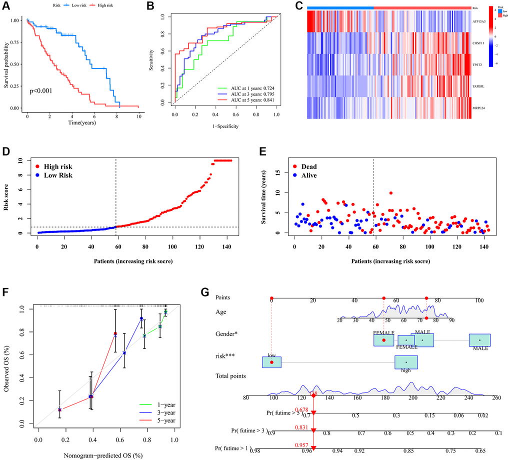 The prognostic signature’s risk score and its correlation with survival outcomes within the UVM cohort. (A) Survival analysis of the different risk subgroups; (B) ROC curves illustrating the predictive accuracy of 1-, 3-, and 5-year survival rates based on varying risk scores; (C) Disparate expression of model genes in the different risk subgroups. (D) Distribution of the risk score in the different risk subgroups. (E) The survival status in the different risk subgroups; (F) Nomogram model for individual patient survival probabilities at 1-, 3-, and 5-year intervals for those diagnosed with UVM; (G) Calibration curves depicting the nomogram’s accuracy in relation to observed OS at 1-, 3-, and 5-year milestones.