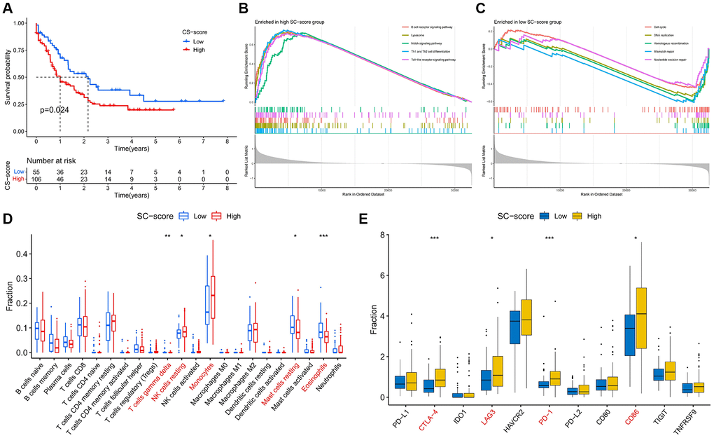 Changes in prognosis, signaling pathways, and immune function between high and low CS-score groups. (A) Differences in patients’ overall survival (OS) in the high and low CS-score groups, log-rank test. (B, C) Gene set enrichment analysis revealed the signaling pathways that were significantly enriched differently between high and low CS-score groups. (B) High CS-score group; (C) Low CS-score group. (D) Differences in Infiltration levels of 22 immune cells between high and low CS-score groups. (E) Differences in expression of immune checkpoints between high and low CS-score groups. *P **P ***P 