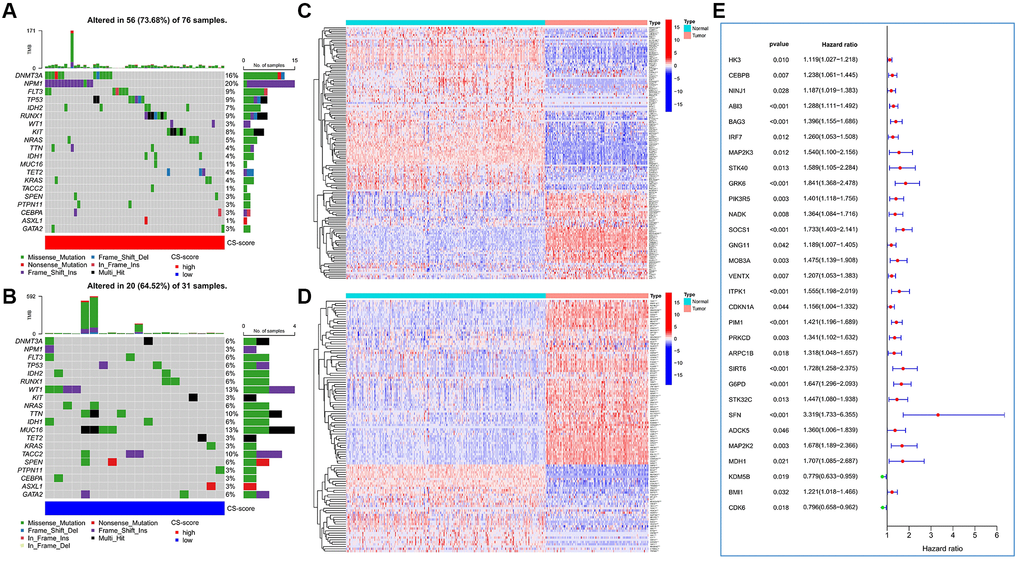 The expression variation landscape and prognostic analysis of cellular senescence-related genes (CSRGs). (A, B) Somatic mutation characteristics of high and low CS-score groups. (A) High CS-score group; (B) low CS-score group. (C) Differences in expression of cellular senescence-induced genes between AML and normal samples. (D) Differences in expression of cellular senescence-inhibited genes between AML and normal samples. (E) Identification of CSRGs significantly related to the prognosis of AML patients. *P **P ***P 