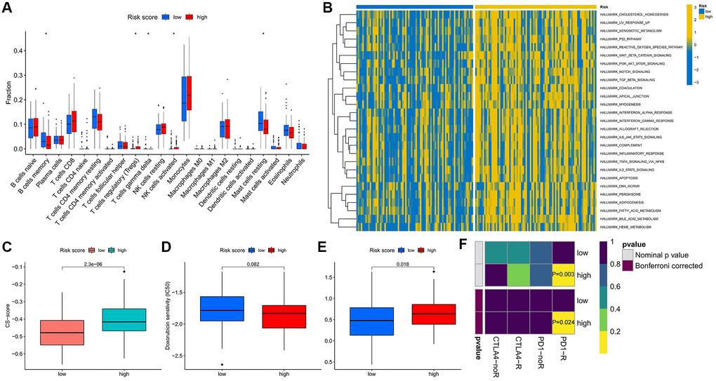Differences in biological characteristics and treatment response between high- and low-risk score groups. (A) Infiltration levels of 22 immune cells. (B) Enrichment scores of cancer-related hallmark gene sets. (C) Differences in CS-score between high-and low-risk score groups. (D, E) Therapeutic sensitivity of two commonly used chemotherapeutic drugs for AML. (F) Response prediction to immunotherapy (anti-PD-1 and anti-CTLA4) between the low- and high-risk score groups. *P 