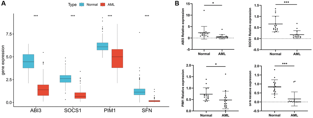 Validation of model gene expression. (A) Difference analysis of four model genes in 173 TCGA-LAML samples and 337 normal GTEx samples. (B) RT-PCR was used to detect the mRNA expression of the four model genes in 15 AML clinical samples and 15 normal samples. *P ***P 