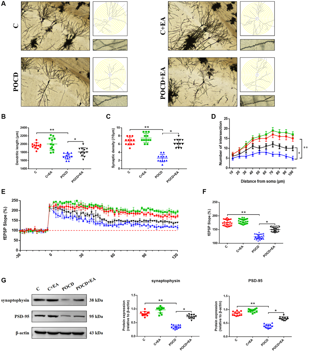EA pretreatment ameliorates the anesthesia/surgery-induced impairment in synaptic plasticity in the hippocampal CA1 region in aged rats. (A) Representative hippocampal Golgi-Cox staining images showing dendritic arborization in the hippocampal CA1 region (scale bar: 100 μm or 20 μm for enlarged inserts) and diagram of dendritic Sholl analysis. (B–D) Quantitative analysis of total synaptic length, synaptic spine density and the number of intersections of dendrites in the CA1 region. (E) Analysis of local field potentials in the CA1 region in response to stimulation of Schafer lateral branch fibers. (F) Average fEPSP slope in the last 20 min (n = 3). (G) The expression of synaptophysin and PSD-95. Data are shown as means ± standard deviations. *p **p 