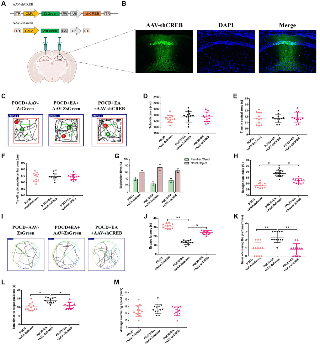 Inhibition of the MAPK/ERK/CREB pathway in the CA1 region reduces the protective effect of EA against postoperative cognitive dysfunction. (A) The CA1 was bilaterally injected with AAV-shCREB 21 days before surgery. (B) ZsGreen was specifically expressed in hippocampal CA1 region. Scale bar = 50 μm. (C) Traveling trajectory in the open field. (D–F) Total distance traveled, time in the central zone and traveled distance in the central zone of the open field in the three groups. (G) Exploration time to the familiar and novel objects during the novel object recognition phase. (H) Recognition index. (I–M) Swimming trajectory, escape latency, number of crossings of the platform area, total time spent in the target quadrant and average swimming speed in the MWM test. Data are shown as means ± standard deviations. *p **p 