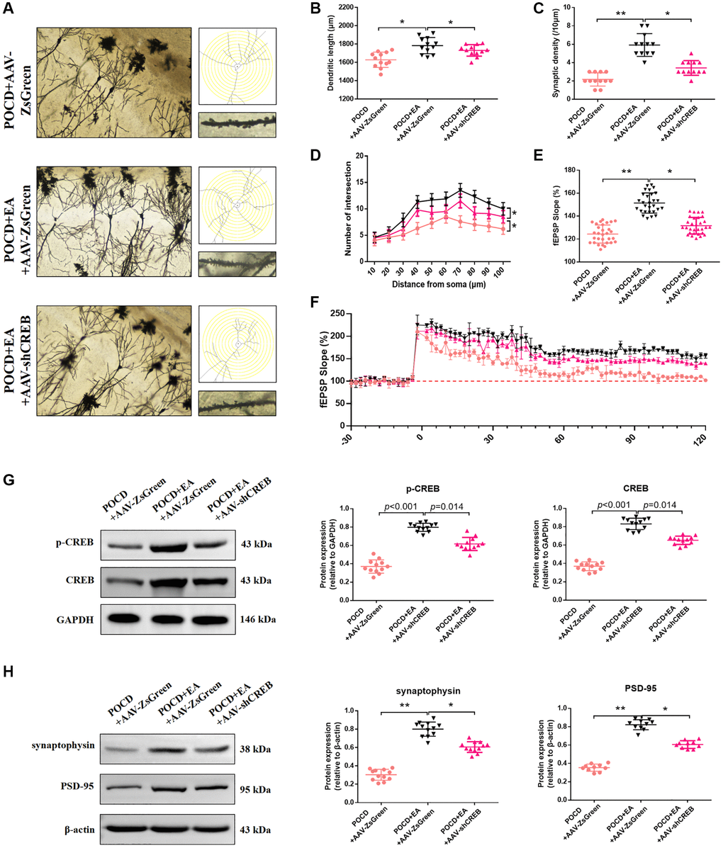 Inhibition of the MAPK/ERK/CREB pathway in the CA1 region reduces the ability of EA to improve synaptic plasticity. (A) Representative hippocampal Golgi-Cox staining images showing dendritic arborization in hippocampal CA1 pyramidal neurons (scale bar: 100 μm, or 20 μm for enlarged inserts) and diagram of dendritic Sholl analysis. (B–D) Quantitative analysis of total synaptic length, synaptic spine density and the number of intersections of dendrites (analyzed by repeated measures t-test, with corrected p-values) in CA1 pyramidal neurons. (E) Average fEPSP slope in the last 20 min. (F) Analysis of local field potentials in the CA1 region in response to stimulation of Schafer lateral branch fibers. The expression of p-CREB and CREB (G). The expression of synaptophysin and PSD-95 (H). Data are shown as means ± standard deviations. *p **p 