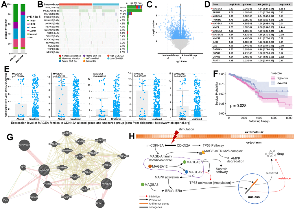 CDKN2A-mutation/MAGE-A regulated oncogenesis and drug resistance. (A) Subtype disturbance of breast cancer in CDKN2A altered group and unaltered group. (B) Differences of genomic mutation status between the high and low expression of CDKN2A. (C) Volcano plot of gene disturbance in CDKN2A altered and unaltered groups. (D) The top 15 different genes, amongst which MAGEA3, MAGEA4, MAGEA12, and CSAG3 are risk factors in breast cancer, while MMP1 and CA9 are protective factors in breast cancer. (E) The expression of the MAGE-A family in CDKN2A altered and unaltered groups. (F) K-M analysis of MAGE-A family-constructed multi-gene risk model. (G) Molecular network of MAGE-A family. (H) CDKN2A-mutation/MAGE-A family pathway on oncogenesis and drug resistance.