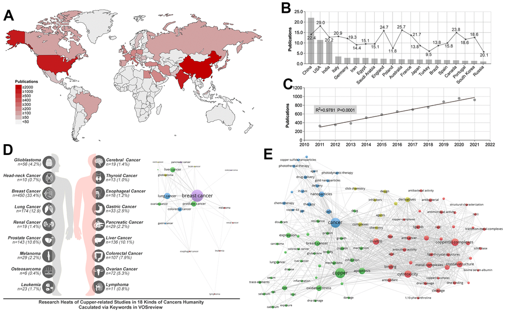 Research status and publication trend of copper(II)-related studies. (A) Analysis of the worldwide distribution of publications showed China, India and USA are the most prolific countries. (B) Analysis of the mean article citations in the most prolific 20 countries showed the USA made the most significant impact in copper(II)-related research. (C) A linear relationship is found between NPs and time (R square = 0.9781, pD) Copper(II)-related studies distribution in pan-cancer showed breast cancer, lung cancer and prostate cancer are the top 3 research fields. (E) Keywords distribution.