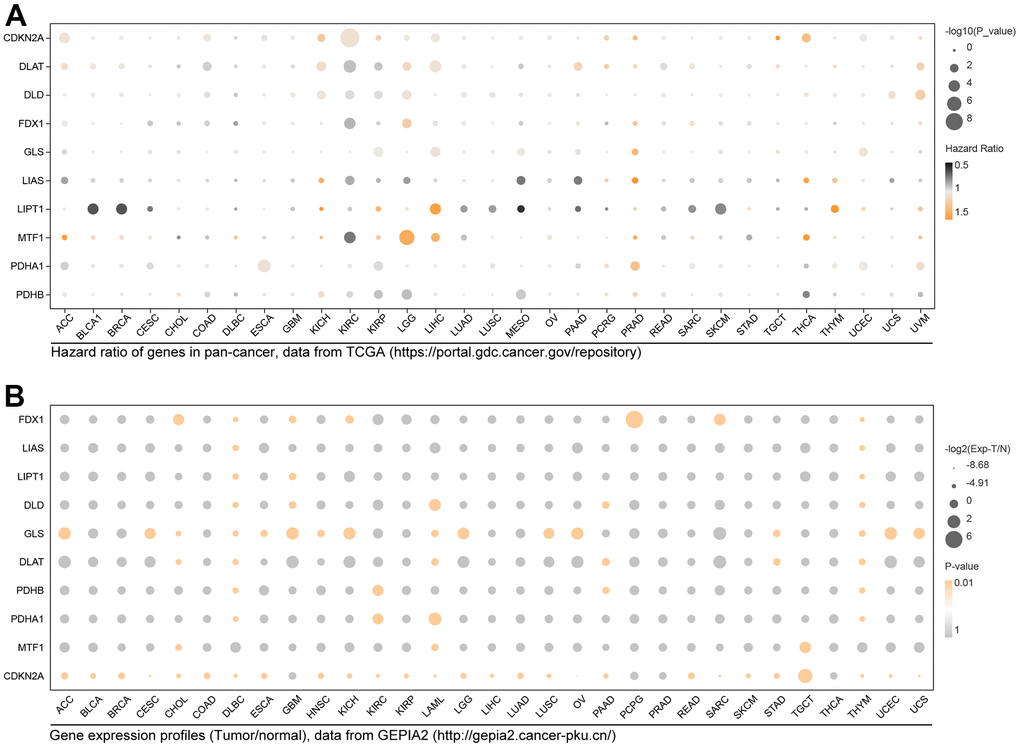 Expression distribution and prognosis hazard of CRGs in pan-cancer. (A) CDKN2A has prognostic significance in 6 types of cancer; DLAT in 10 types of cancer; DLD in 6 types of cancer; FDX1 in KIRC and LGG; GLS in 4 types of cancer; LIAS in 5 types of cancer; LIPT1 in 9 types of cancer; MTF1 in 3 types of cancer; PDHB1 in 7 types of cancer; LIAS in 5 types of cancer; PDHB in 5 types of cancer. (B) Differential expression of FDX1 in 7 types of cancer; LISA in DLBC and THYM; LIPT1 in DLBC, GBM, and THYM; DLD in 5 types of cancer; GLS in 16 types of cancer; DLAT in 6 types of cancer; PDHB in DLBC, KIRC, PAAD, and THYM; PDHA1 in DLBC, KIRC, LAML, and THYM; MTF1 in CHOL, LAML, and TGCT; CDKN2A in 27 types of cancer.