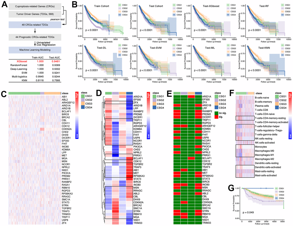 Artificial intelligence identified CRG subgroups. (A) Processing of identifying 44 target genes, and they are put into AI training. In this part, 75% of pan-cancer data are defined as a training cohort, while the last 25% is defined as a testing cohort. Six types of AI functions are performed, including XGboost, RandomForest, Deep-Learning, SVM, Multi-logistics, and KNN. (B) Prognosis differences amongst CRG subgroups which are identified by AI. Then, the GEO breast cancer cohort (GSE58812, GSE42568, GSE20685, n=538) is divided into four CRG subgroups by XGboost, and here displayed 44-gene expression profile (C) and its disturbance differences (D) (the representatives selected in the black box have statistical differences). Single-gene-mediated prognosis signature is explored (E). CIBERSORT explored immune cell infiltration features in CRG subgroups (F), in which the representatives selected in the black box have statistical differences. (G) K-M analysis showed prognosis differences amongst four CRG subgroups in breast cancer.
