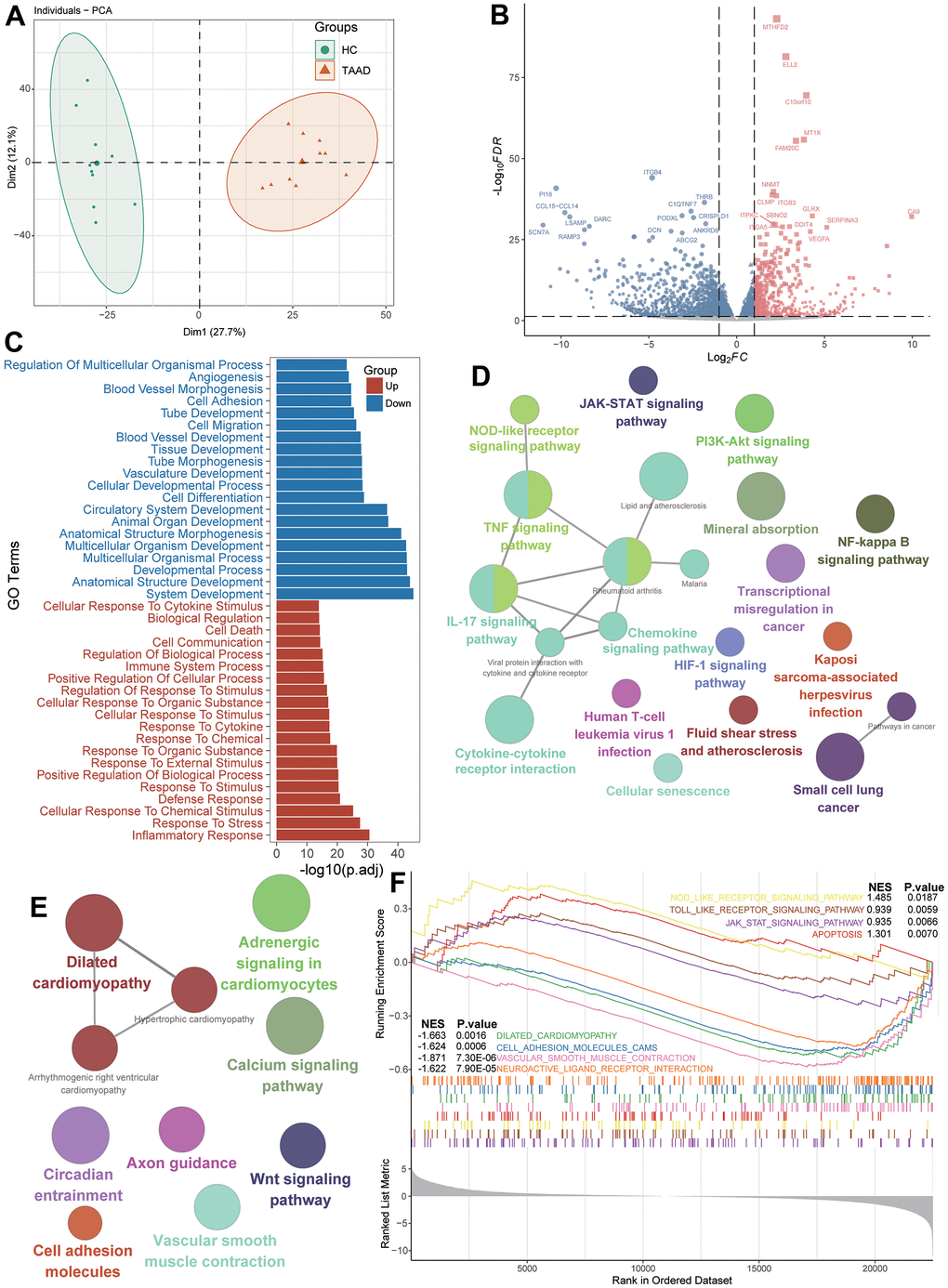 Identification of DEGs and functional annotation for TAAD patients. (A) Principal component analysis showing transcriptome signatures sorted TAAD and control cohorts into two clusters. (B) Volcano plots showing the DEGs between TAAD and HC cohorts with p1. (C) The GO functional analysis of upregulated and downregulated DEGs. (D, E) The KEGG functional analysis of up-regulated and downregulated signatures. (F) The GSEA indicating the functional difference between TAAD and HC cohorts.