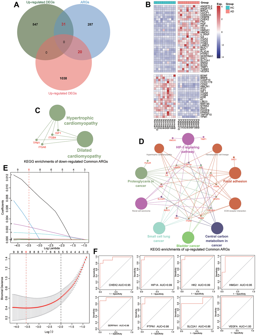 Identification of diagnostic ARGs and ROC evaluation for TAAD patients. (A) Veen plots identified 31 up-regulated and 20 down-regulated differential ARGs. (B) The expression of differential ARGs between TAAD and HC tissues in heatmaps. (C, D) The KEGG functional analysis of up-regulated and downregulated differential ARGs. (E) The results of LASSO regression screening the eight diagnostic ARGs for TAAD. (F) The ROC analysis revealed that these diagnostic ARGs exhibited prominent diagnostic efficiency for TAAD patients with high AUC values including CHEK2/0.95, HIF1A/0.99, HK2/0.99, HMGA1/0.95, SERPINA1/0.98, PTPN1/0.98, SLC2A1/0.86 and VEGFA/1.0.