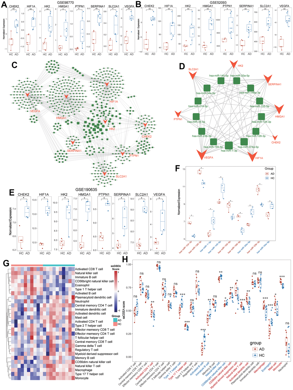 Definition and validation of targeted miRNA for diagnostic ARGs. (A, B) Validation of higher expression of diagnostic ARGs in GSE98770 and GSE52093. (C) Global between diagnostic ARGs and predicted miRNAs. (D) The vital regulatory network of common miRNAs to regulate the diagnostic ARGs. (E) Validation of higher expression of diagnostic ARGs in non-code RNA dataset (GSE190635). (F) Validation of the expressional levels of common miRNAs in TAAD based on GSE190635. (G) The heatmap of 28 immune cells’ ssGSEA scores between TAAD and HC cohorts. (H) The boxplot demonstrated the activation of macrophages, monocytes, activated dendritic cells and CD56+ dim NK cells, and the inhabitation of Th1 cells, B cells and CD56+ bright NK cells.