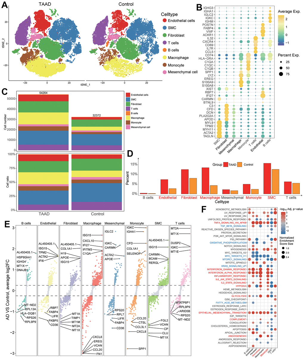 Validation of immune cell landscapes through scRNA-seq. (A) Integral cellular distribution between TAAD and HC cohorts; (B) The top5 corresponding cellular markers of each cell; (C, D) The comparison of cellular numbers and ratio between TAAD and HC in each cell; (E) The DEGs of TAAD in each cell. (F) the GSEA of each cell between TAAD and HC cohorts.