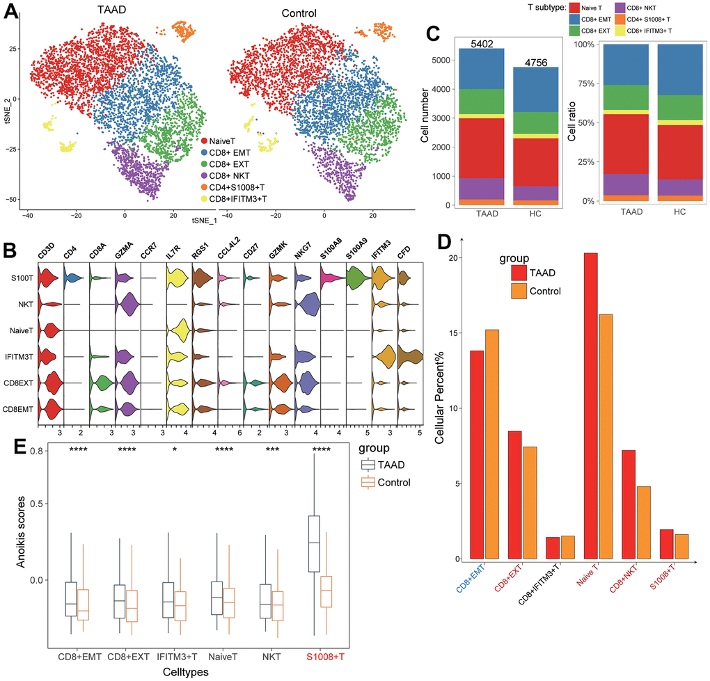 Validation of T cells subtypes for ssGSEA algorithm. (A) Identification of six T-cell subtypes between TAAD and HC; (B) The corresponding cellular markers with high-expression in each cell; (C, D) The comparison of cellular numbers and ratio between TAAD and HC in each cell; (E) The comparison of anoikis scores between TAAD and HC in different T cell subtypes.