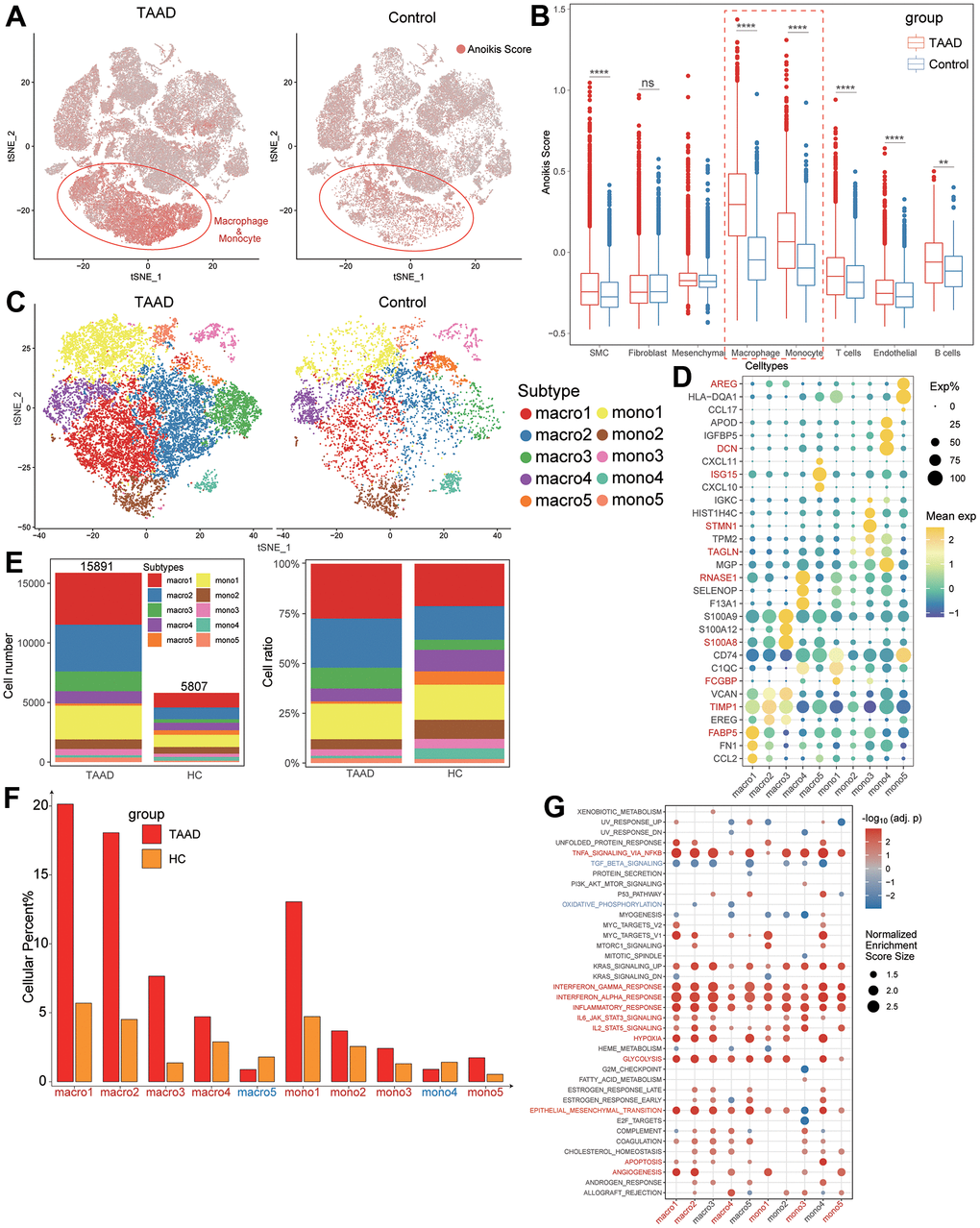 Anoikis scores estimation a vital macrophage subtypes identification. (A, B) The comparison of anoikis scores between TAAD and HC in all cell subtypes showing macrophages and monocytes were major cells for high anoikis scores; (C) Identification of five macrophage subtypes and five monocyte subtypes between TAAD and HC; (D) The corresponding cellular markers with high-expression in each subtype; (E) The comparison of cellular numbers and ratio between TAAD and HC in each subtype; (F) The GSEA of each macrophage and monocyte subtype between TAAD and HC cohorts.