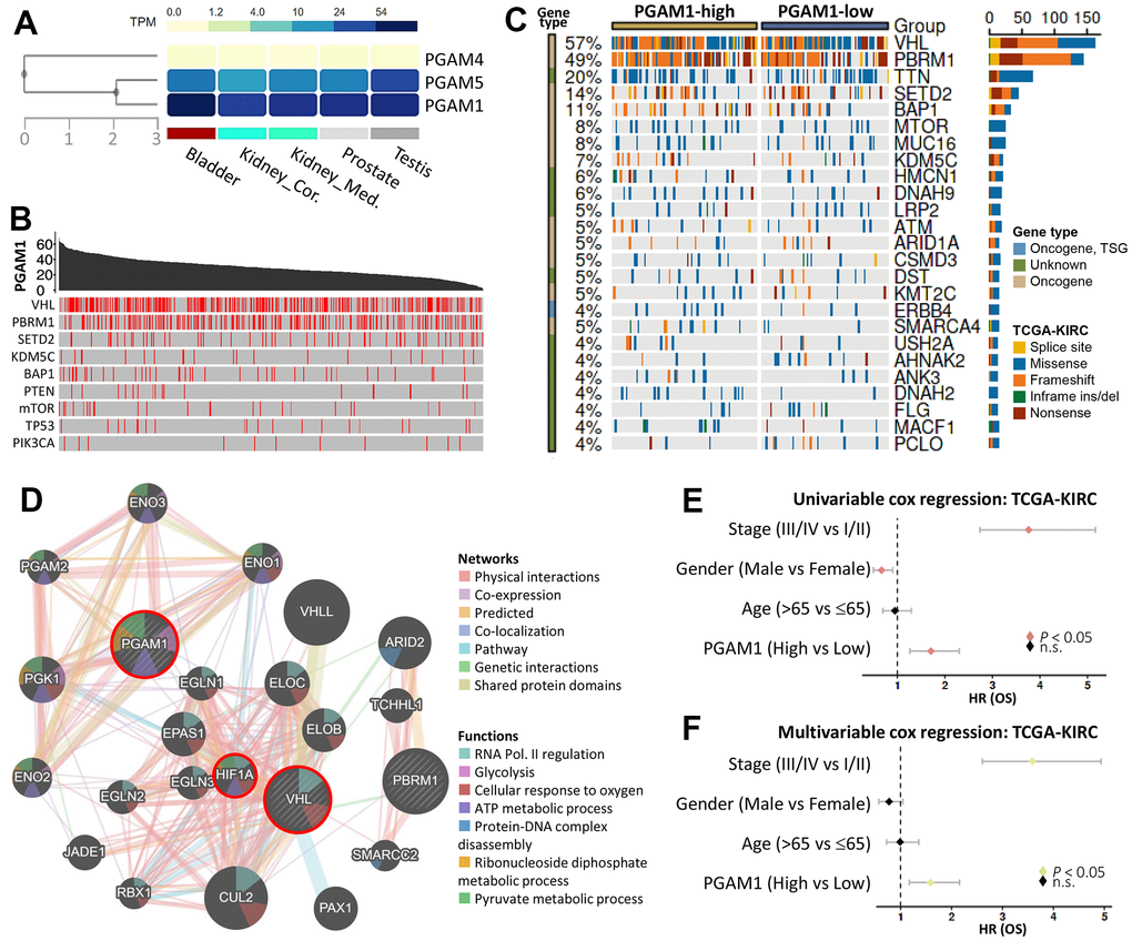 Gene landscape and characteristics of PGAM1 in KIRC. (A) PGAM1 gene expression levels in the male urinary system were examined. (B) The relationship between PGAM1 and nine highly mutated genes in KIRC was investigated, with mutation sites indicated by red lines. (C) The frequency of mutations was compared between PGAM1-high and PGAM1-low groups using Fisher’s exact test. Mutation types, driver mutation types, and groups are shown in the right panel. (D) A PGAM1 interaction network was generated using the Reactome database. (E, F) Univariate and multivariate Cox regression models were used to calculate hazard ratios for PGAM1 at different stages of KIRC.