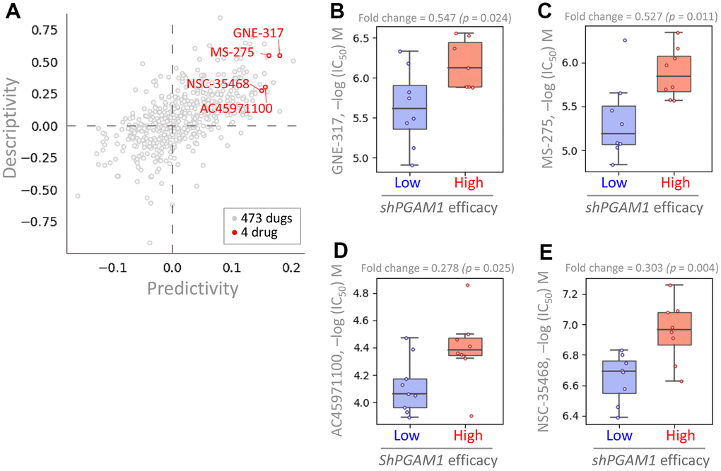 Analysis of drug sensitivity and cytotoxicity in renal cancer cells. (A) The PGAM1 gene was queried in the pharmacogenetics database to identify gene signatures and potential drugs. Predictivity refers to the fold change in efficacy of short hairpin PGAM1 (shPGAM1), which indicates the efficiency of PGAM1 knockdown using shRNA, between cells with high and low response to the target drug. The drug sensitivity of the shPGAM1 gene to various chemical drugs was evaluated in KIRC cell lines. The boxplots show the log of the half maximal inhibitory concentration (IC50) values of GNE-317 (B), MS-275 (C), AC45971100 (D), and NSC-35468 (E).