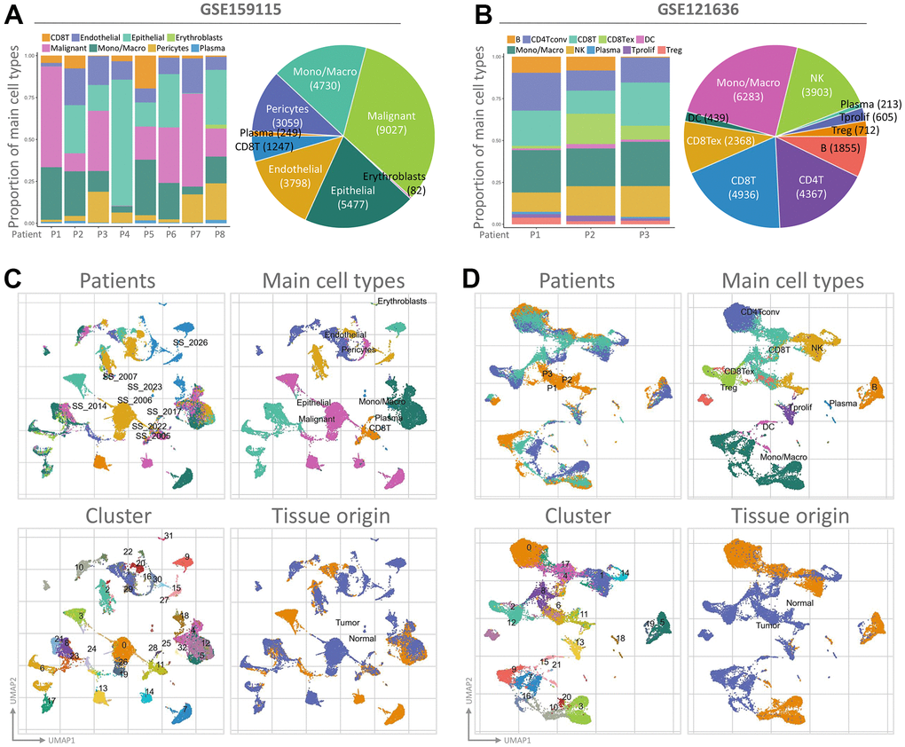 The use of single-cell RNA sequencing analysis has allowed for the identification of immune cell populations. (A, B) The relative proportions of each cell type found within the two datasets, while showcasing the proportion of integrated immune cells present within the databases. UMAP is an abbreviation for the Unified Manifold Approximation and Projection technique used in this study. Visual representations of all KIRC cells from both GEO datasets are depicted in (C, D) through the utilization of Unified Manifold Approximation and Projection (UMAP) and assigned specific colors according to clusters.