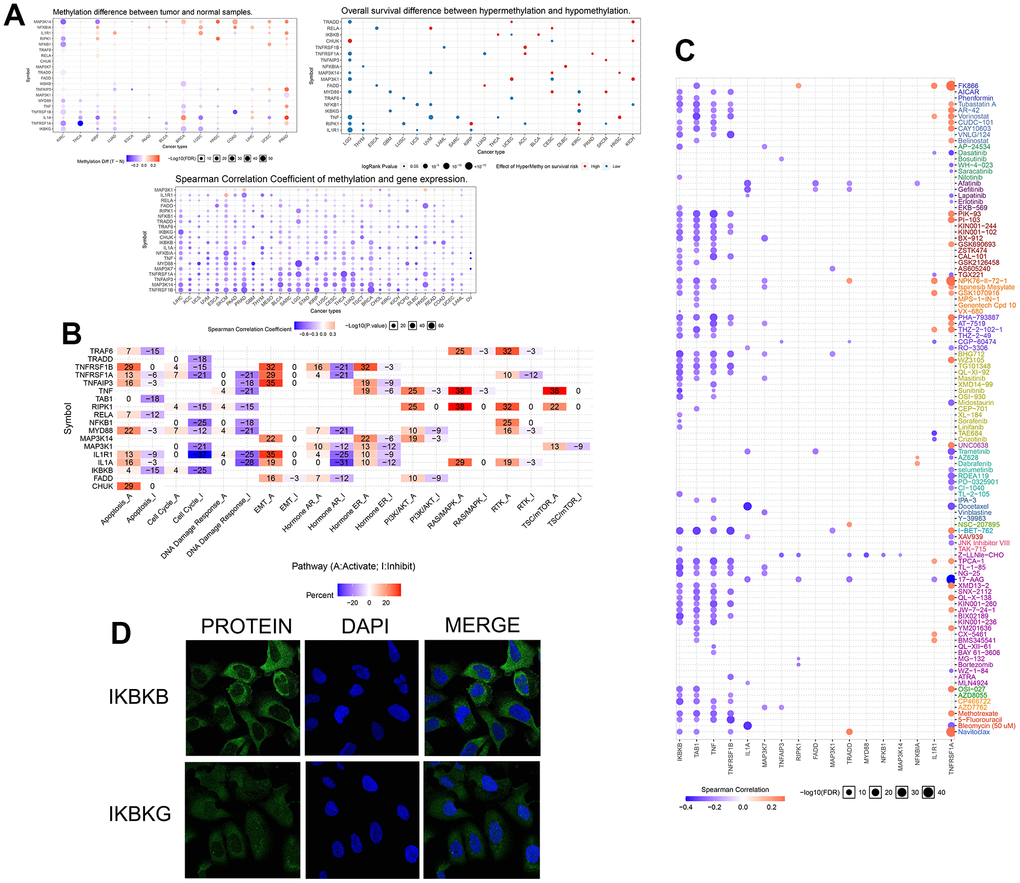 (A) The three figure parts show the different degrees of methylation of NF-κB-related genes in several human cancers, the relationship between methylation and mRNA expression level, and the correlation with patient prognosis. The colored circles indicate the value, and the size indicates the relationship with the p-value. (B) The relationship of NF-κB-related genes to 20 classical cellular pathways, “A” indicates activation and “I” indicates inhibition. (C) The relationship between NF-κB-related genes obtained in the GDSC database and drug sensitivity of individual targeted drugs, with blue indicating a positive correlation and orange indicating a negative correlation. (D) Immunofluorescence results from the HPA website showed the expression of IKBKB and IKBKG in the cytoplasm of u2os cells and the staining of the nucleus by DAPI.