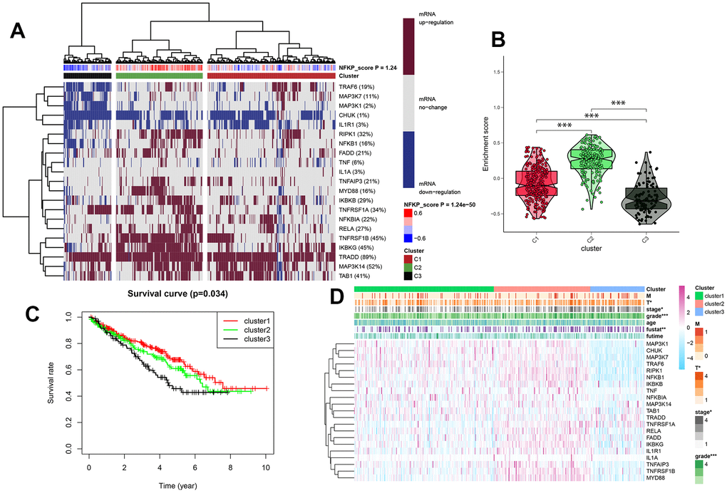 (A) All KIRC samples were divided into medium-, high-, and low-expression groups (clusters 1, 2, and 3), according to the level of NF-κB expression, and dark red and blue represent an increase and decrease in mRNA expression, respectively. The redder or bluer the color, the closer the NF-κB score is to 0.4 or -0.4, respectively. Cluster analysis is divided into three groups: red, green, and black for clusters 1, 2, and 3, respectively. (B) Enrichment and scores of the three clusters. (C) Survival curves for three cluster analyses. (D) Clinical pathological features of three clusters of KIRC patients. *: p