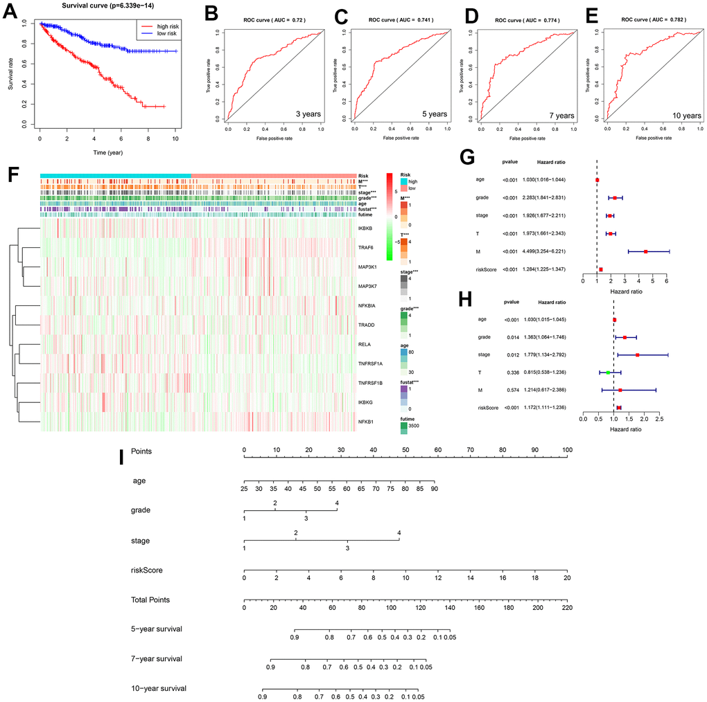 (A) Two survival curves based on the model. Blue and red represent the low- and high-risk groups, respectively. (B–E) Three-, 5-, 7-, and 10-year receiver operating characteristic curves, area under the curve values of 0.72, 0.741, 0.774, and 0.782. (F) Heat map showing the correlation between the 11 selected genes and clinicopathological features of the two groups of samples. The two-colored bars indicate gene expression; red and green represent upregulation and downregulation, respectively. (G) Forest plot for the univariate Cox regression analysis. (H) Forest plot for the multivariate Cox regression analysis. (I) Nomogram of the prediction model was used to calculate the total score to obtain the 5-, 7-, and 10-year survival rates of patients with KIRC.