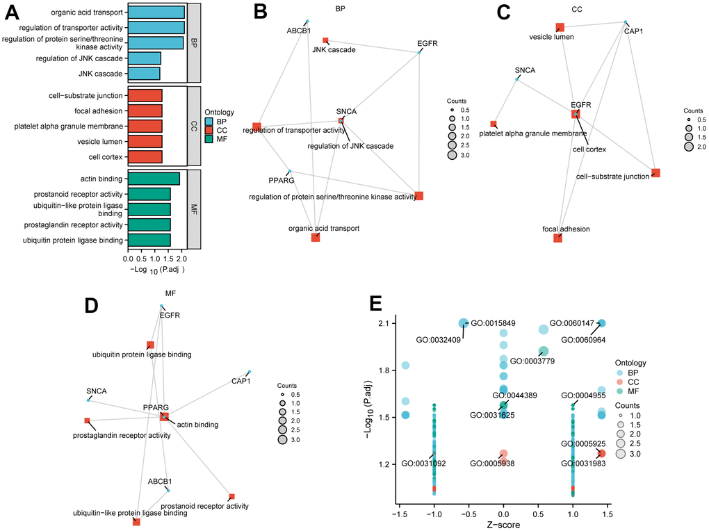 GO enrichment analysis. (A)The GO enrichment analyses of DEGs in Hub genes. (B–D) Chordal graph of GO enrichment for 5 Hub genes: BP pathway (B), CC pathway (C), and MF pathway (D). In the network diagram, blue dots represent specific genes, and red blocks represent specific pathways. (E) A bubble plot shows GO enrichment of a joint logFC. GO, Gene Ontology.