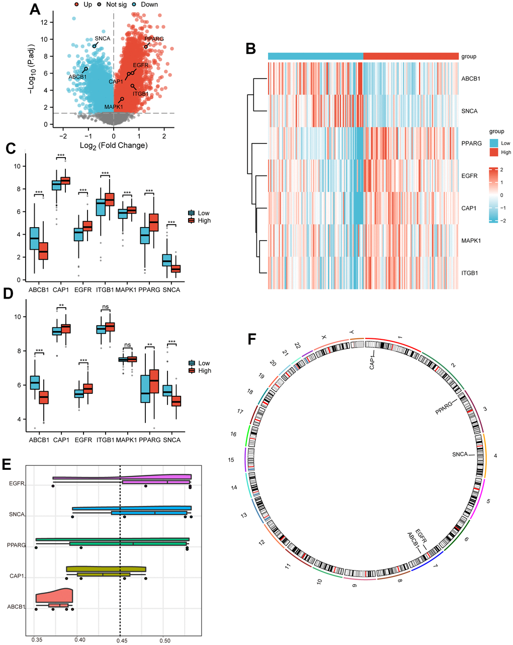 Differential expression and functional similarity analysis. (A) Volcano plot of DEGs between high and low-risk groups in TCGA-PAAD, mapping 8016 upregulated genes (red dots) and 5254 downregulated genes (blue dots). No significantly changed genes are marked as gray dots. (B) The heatmap to show high and low-risk groups and 7 key gene expressions. (C, D) Boxplots to show the expression difference of ABCB1, CAP1, EGFR, ITGB1, MAPK1, PPARG, and SNCA between high and low-risk groups in TCGA-PAAD dataset (C) and Dataset PAAD (D). (E) Raincloud plots to show the functional similarity analysis of 5 hub genes; X-axis represents a similarity score, and the larger the value, the higher the functional similarity with other genes. (F) Chromosomal mapping of 5 Hub genes. Ns represents P-value ≥ 0.05, with no statistically significant difference; * represents P-value 