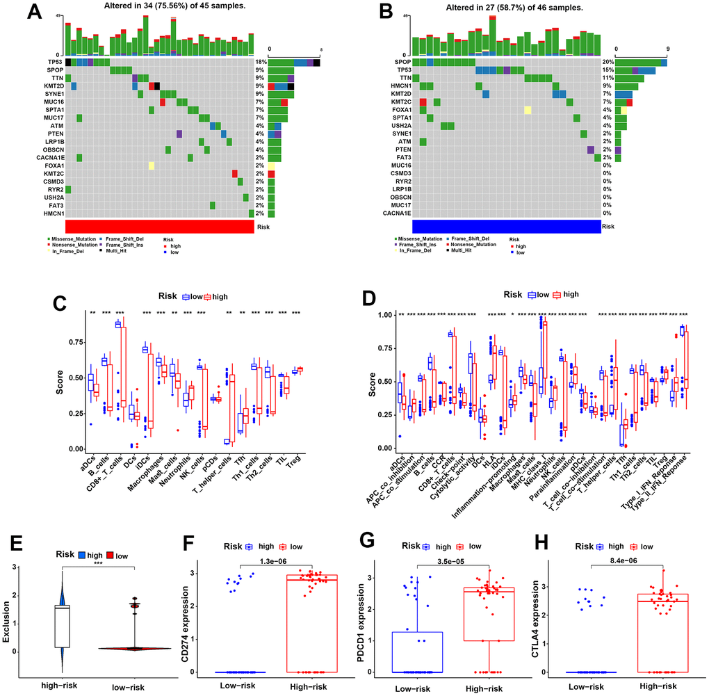 Genetic mutation status and the HR group predicted a higher risk of immune evasion in PCa patients. (A, B) The 20 most frequently mutated genes in the HR and LR groups in the TCGA cohort. (C, D) The discrepancies in 16 infiltrating immune cells and 29 immune functions of PCa patients in the two risk groups in the TCGA cohort. (E) The different risks of immune exclusion of PCa patients between the HR and LR groups in the TCGA cohort. (F–H) The expression differences in the immune checkpoints CD274 (F), PDCD1 (G) and CTLA-4 (H) for the two risk groups in the TCGA cohort.