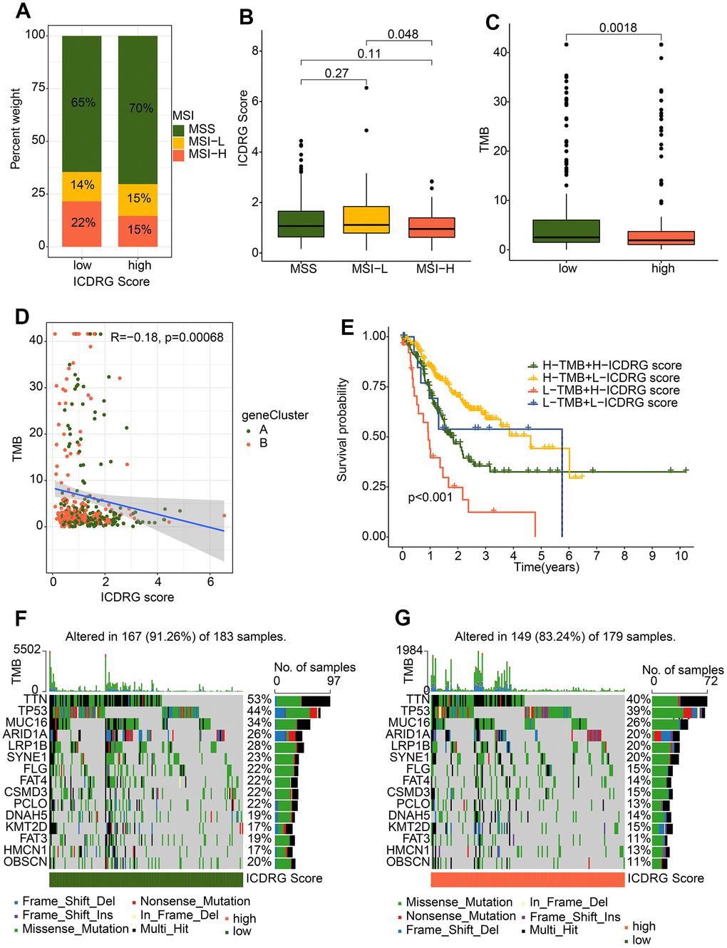 Somatic mutation landscape and MSI in GC. (A) Percent of MSI in low- and high-risk groups. (B) Distribution of risk score in MSS, MSI-L, and MSI-H. (C) TMB analysis. (D) Correlation analysis of TMB and ICDRG score. (E) Kaplan–Meier plotter for GC patients stratified ICDRG score and TMB. (F, G) The top 15 most frequently mutated genes in low- and high-risk groups.