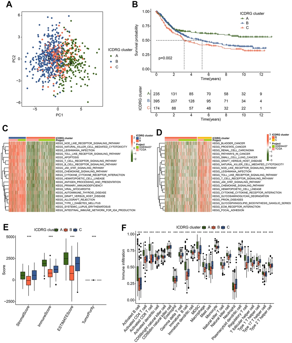 Development of ICDRG-based molecular subtypes for GC. (A) The PCA pattern of ICDRG-based molecular subtypes. (B) Clinical prognosis outcome of GC samples in ICDRG-based subgroups. (C, D) GSVA plot shows the dramatically altered KEGG signaling pathways between ICDRG-based subgroups. (E) ESTIMATE assessment of GC samples in ICDRG cluster A, B and C. (F) Immune infiltration investigation via ssGSEA algorithm.
