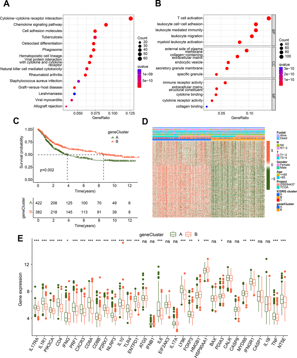 Generation of gene-cluster subgroups based on the ICDRG subtypes-based DEGs. (A, B) KEGG and GO analysis of ICDRG subtypes-based DEGs. (C) Prognosis analysis of GC samples in gene-cluster subgroups. (D) Heatmap shows the relationship between prognostic DEGs expression and clinical variates. (E) Expression profile of 33 ICDRGs in the gene-cluster subgroups.