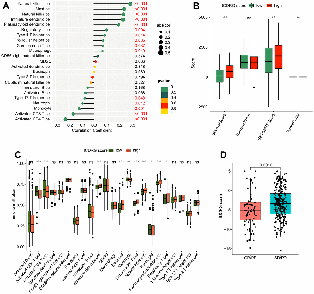 Immune infiltration analysis and immunotherapy response in ICDRG score subtypes. (A) Correlations between the ICDRG score and immune cell infiltration. (B) ESTIMATE assessment. (C) Distribution of 23 immune cells in the high- and low- score groups. (D) Relationship of the ICDRG score and anti-PD-L1 immunotherapy response.