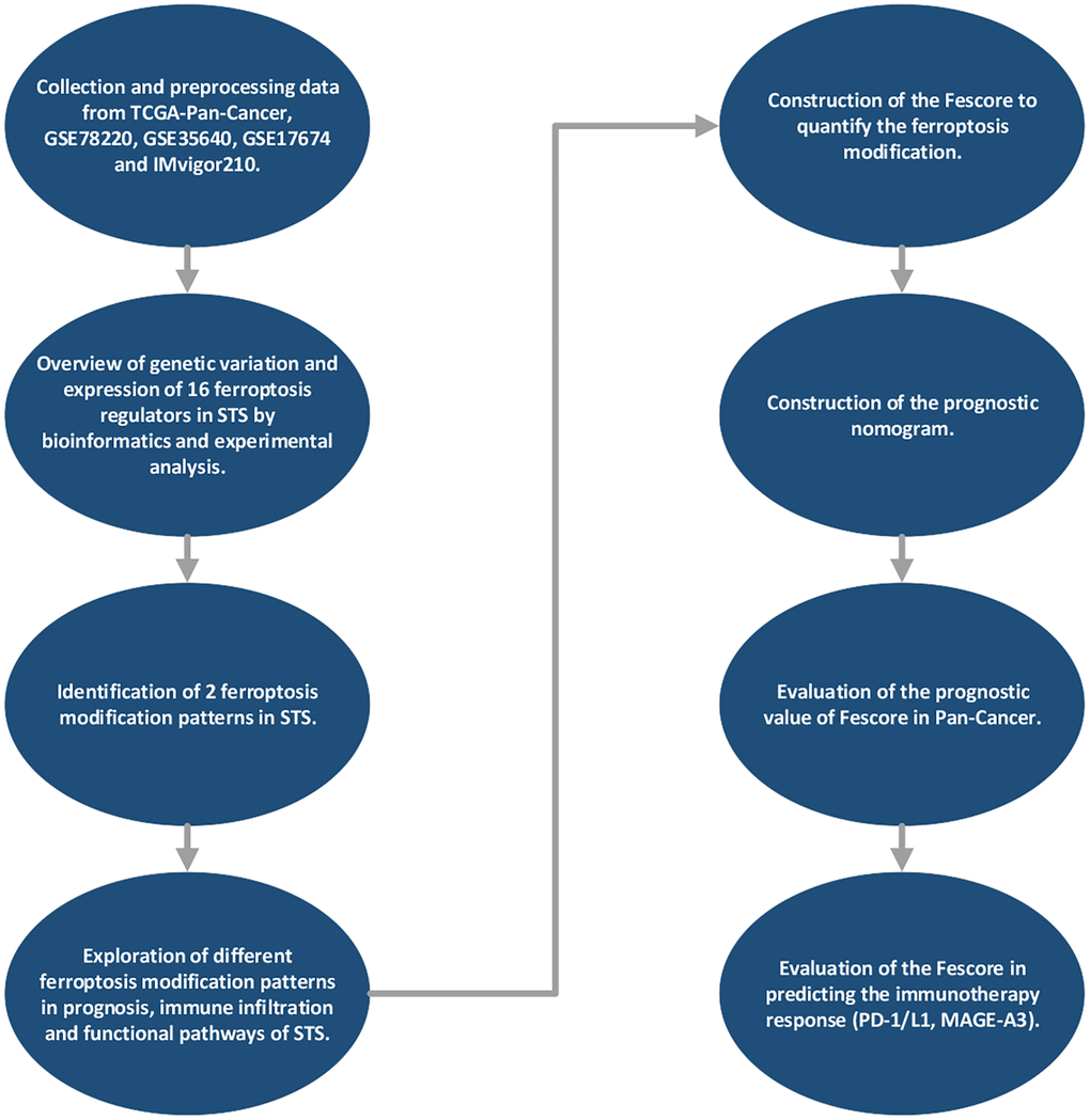 The flowchart of this study.